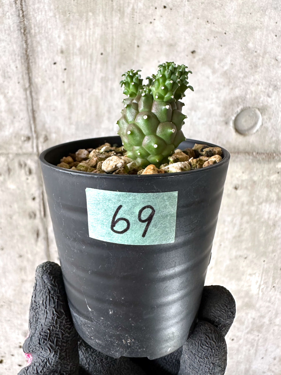 【現品限り】ユーフォルビア・ガムケンシス【I69】 Euphorbia gamkensis