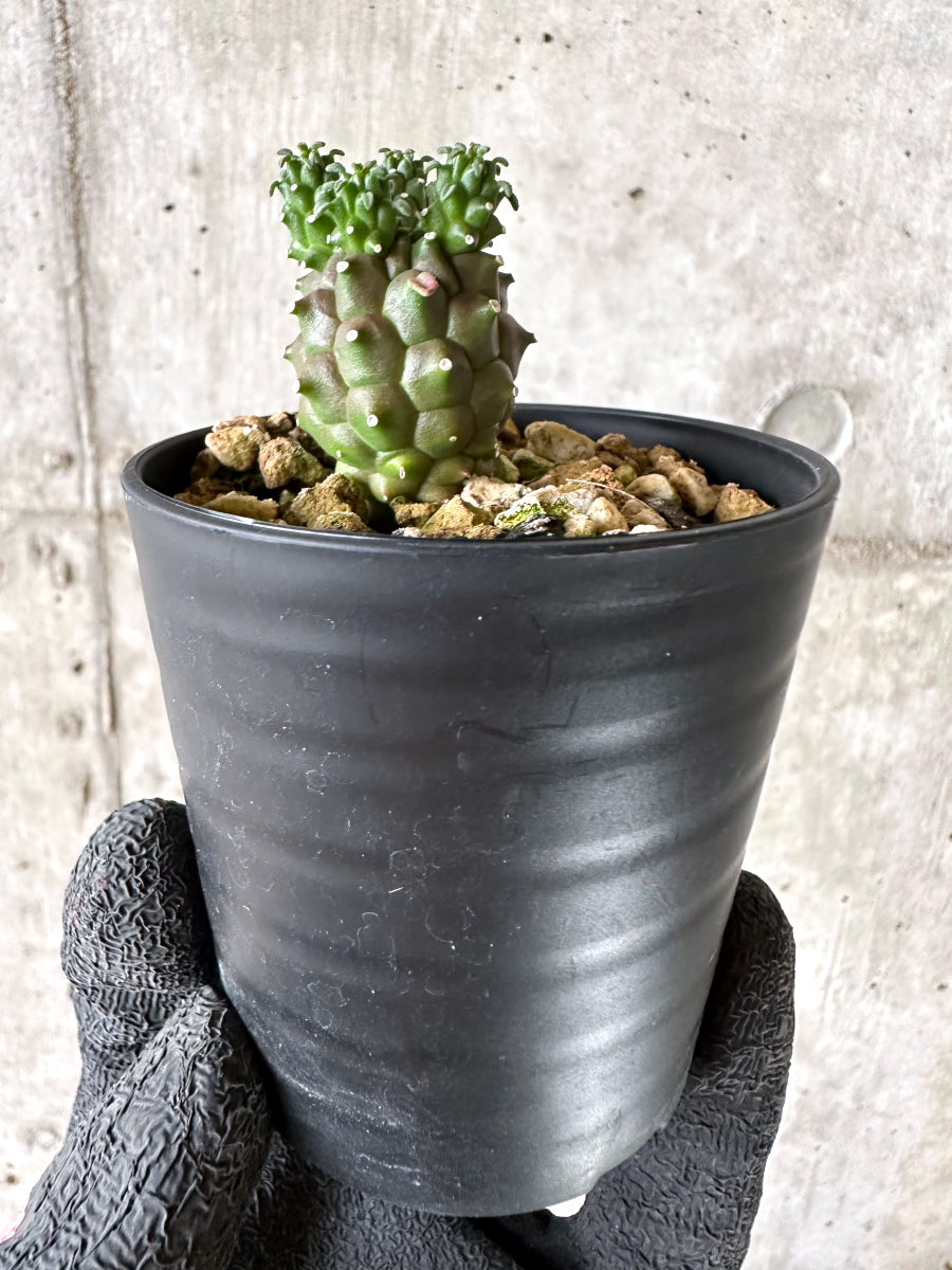 【現品限り】ユーフォルビア・ガムケンシス【I69】 Euphorbia gamkensis