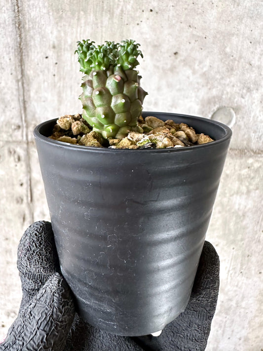【現品限り】ユーフォルビア・ガムケンシス【I69】 Euphorbia gamkensis
