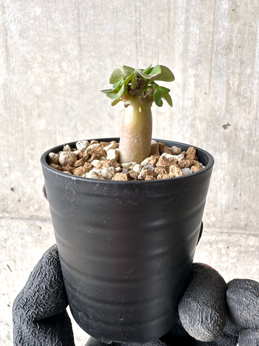 【現品限り】[在庫整理価格]アデニウム・DHA 葉巻【I6】 Adenium DHA