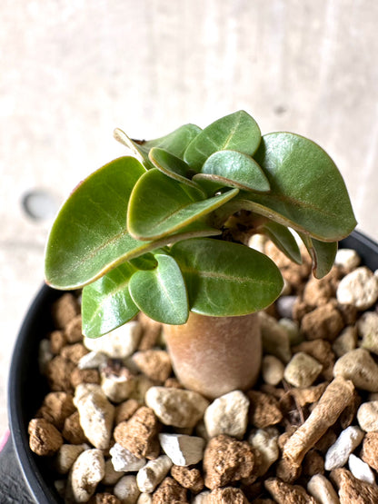 【現品限り】[在庫整理価格]アデニウム・DHA 葉巻【I6】 Adenium DHA