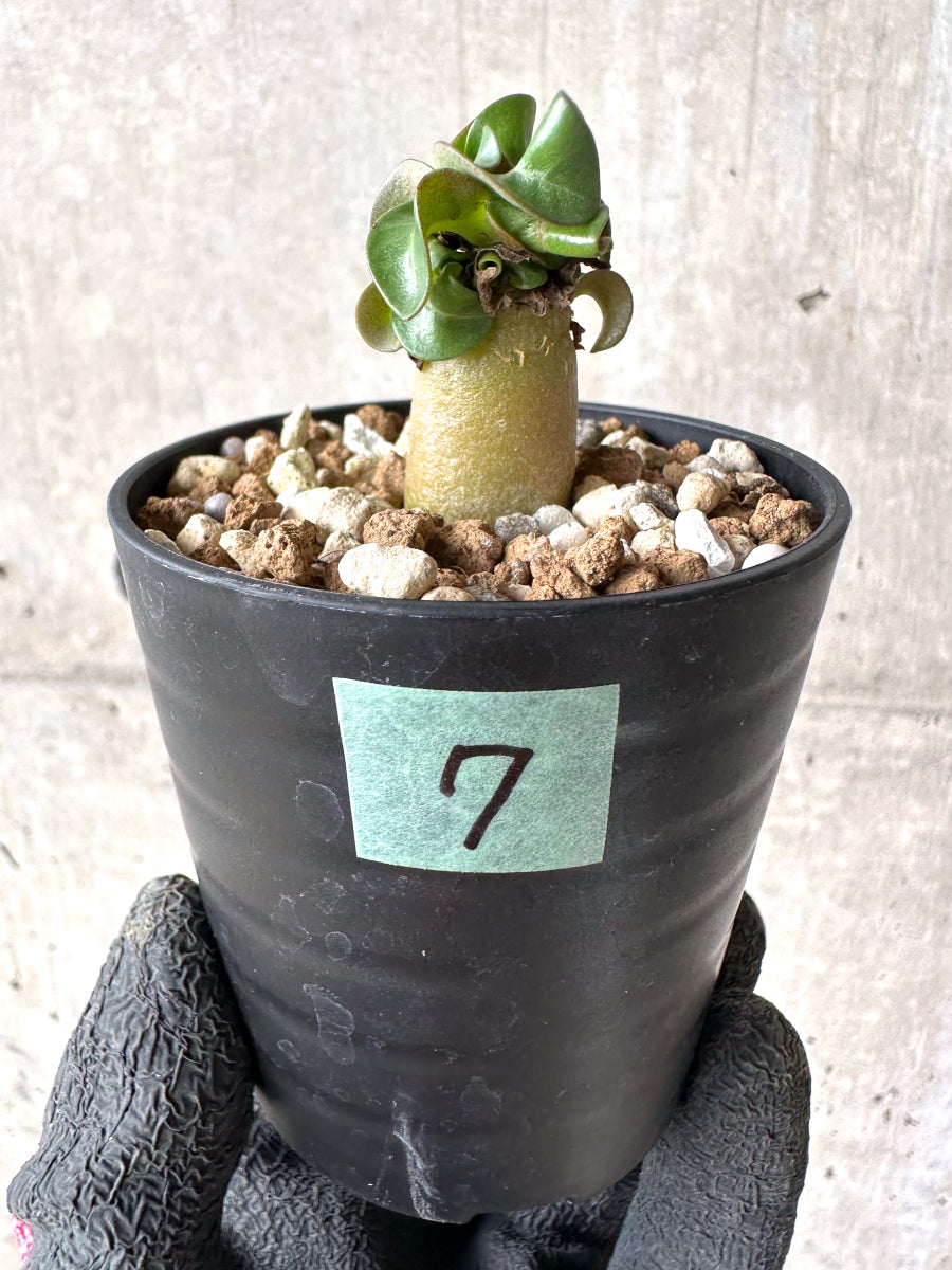 【現品限り】[在庫整理価格]アデニウム・DHA 葉巻【I7】 Adenium DHA