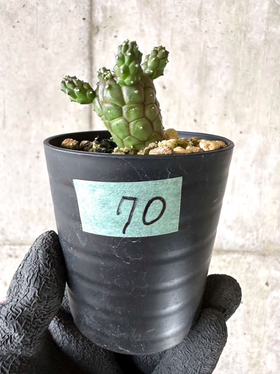 【現品限り】ユーフォルビア・ガムケンシス【I70】 Euphorbia gamkensis