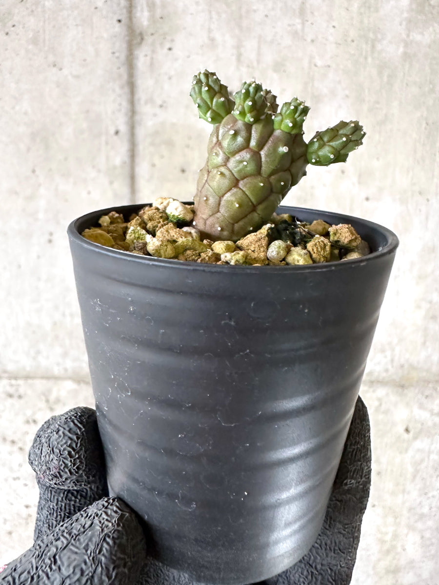 【現品限り】ユーフォルビア・ガムケンシス【I70】 Euphorbia gamkensis
