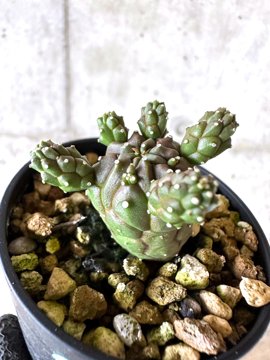 【現品限り】ユーフォルビア・ガムケンシス【I70】 Euphorbia gamkensis