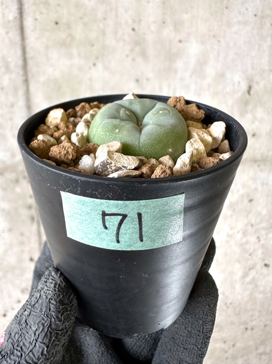 【現品限り】多毛ディフューサ サボテン ロホホラ【I71】 cactus