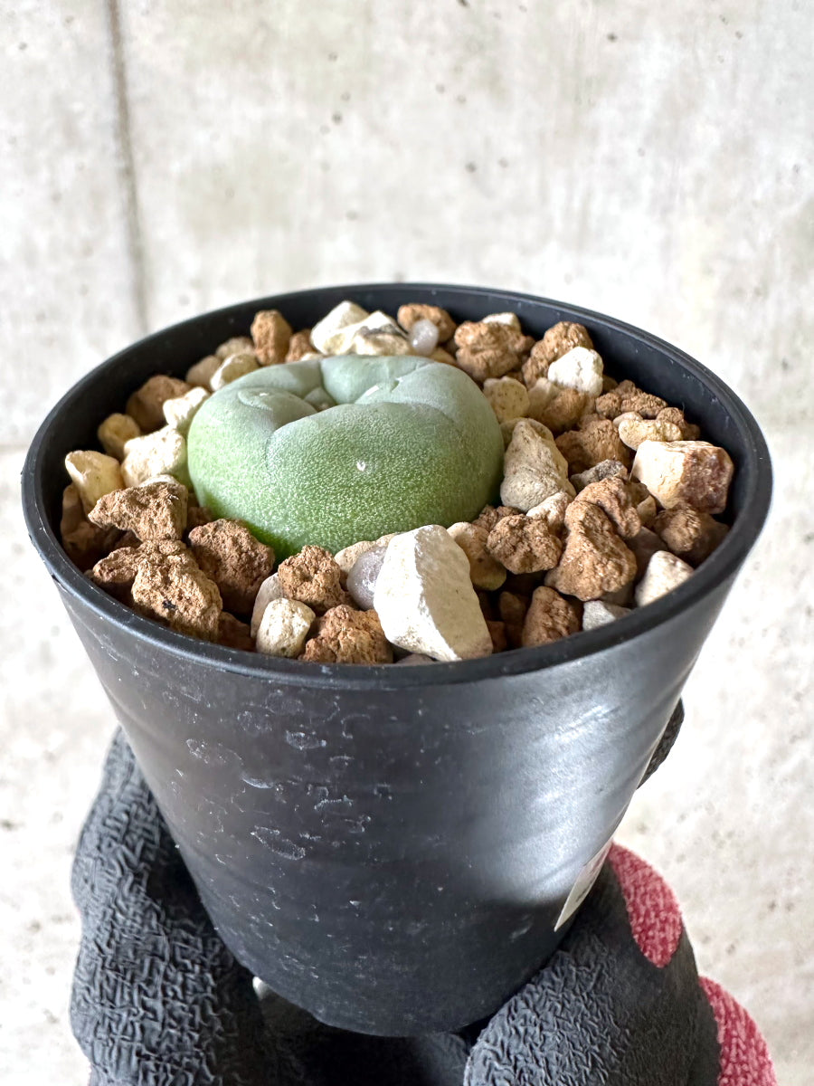 【現品限り】多毛ディフューサ サボテン ロホホラ【I71】 cactus