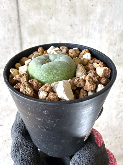 【現品限り】多毛ディフューサ サボテン ロホホラ【I71】 cactus