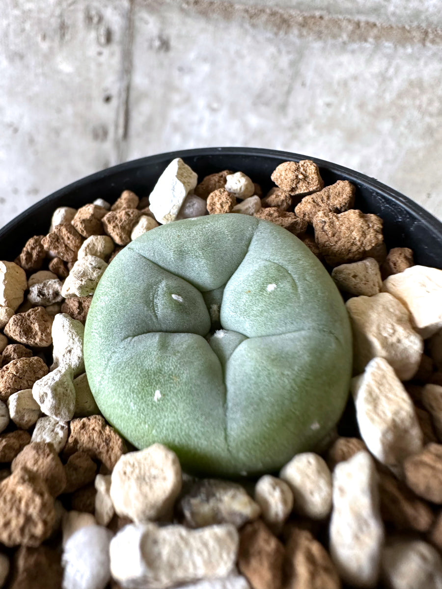 【現品限り】多毛ディフューサ サボテン ロホホラ【I71】 cactus