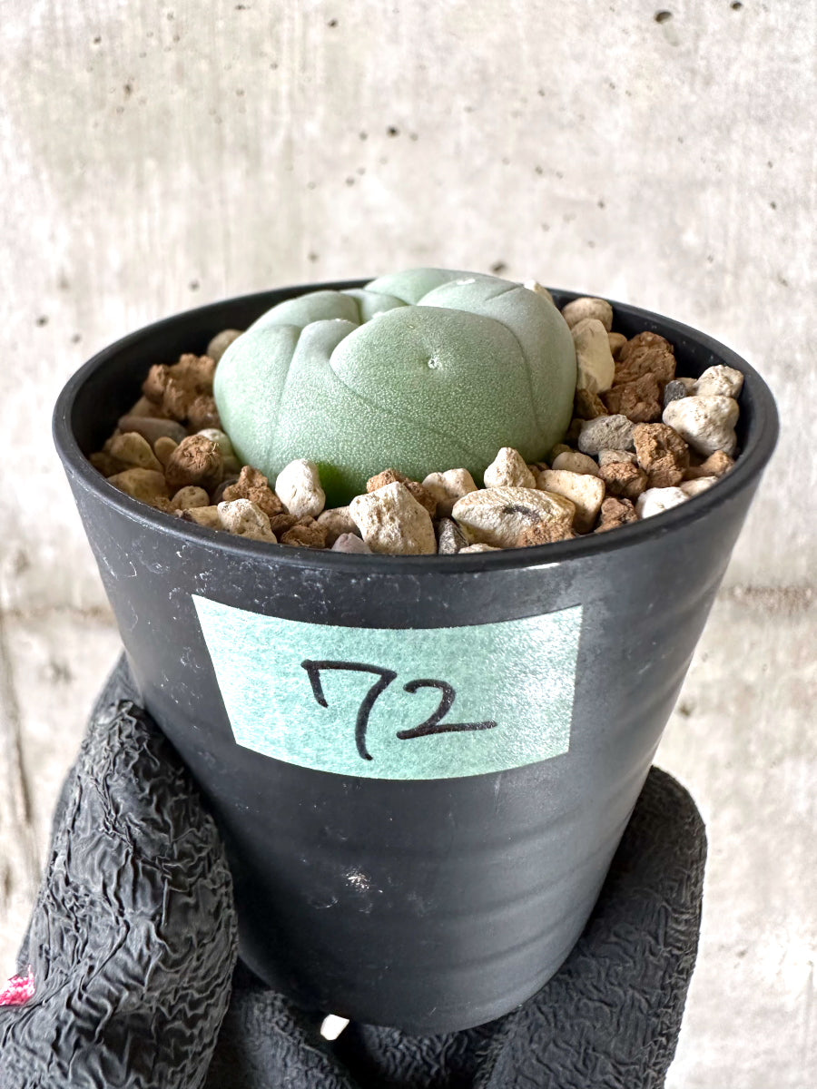 【現品限り】多毛ディフューサ サボテン ロホホラ【I72】 cactus