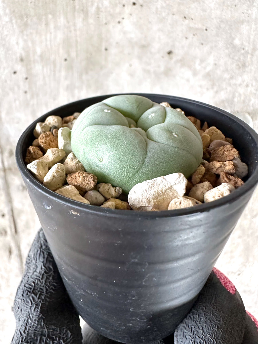 【現品限り】多毛ディフューサ サボテン ロホホラ【I72】 cactus