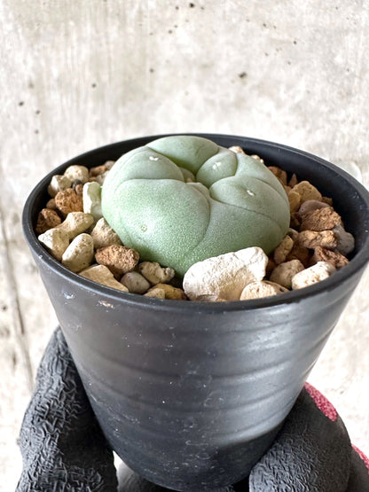 【現品限り】多毛ディフューサ サボテン ロホホラ【I72】 cactus