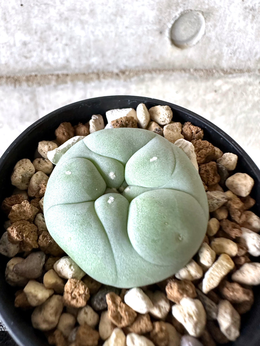 【現品限り】多毛ディフューサ サボテン ロホホラ【I72】 cactus