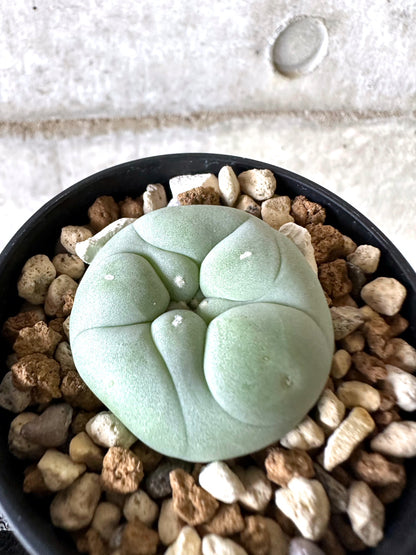 【現品限り】多毛ディフューサ サボテン ロホホラ【I72】 cactus