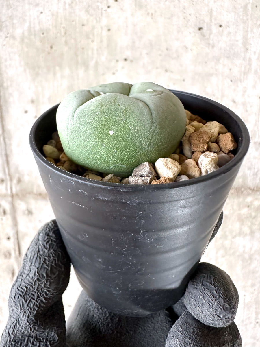 現品限り】多毛ディフューサ サボテン ロホホラ【I73】 cactus 塊根