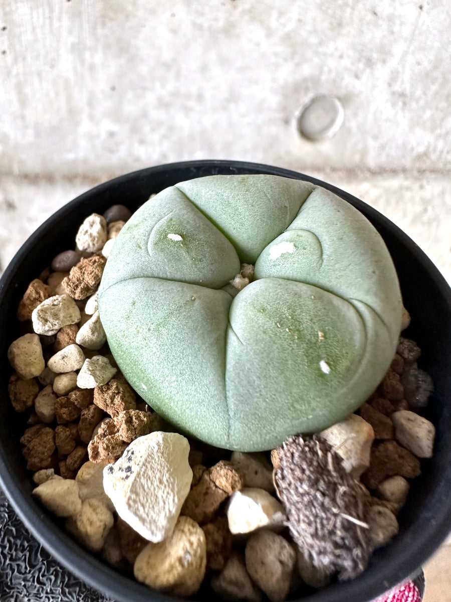現品限り】多毛ディフューサ サボテン ロホホラ【I73】 cactus 塊根