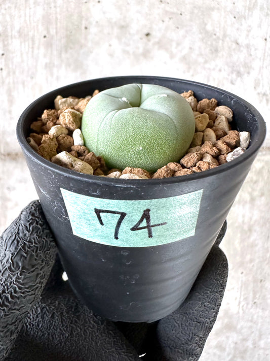 【現品限り】多毛ディフューサ サボテン ロホホラ【I74】 cactus