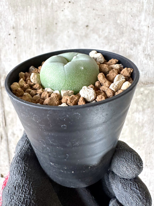 【現品限り】多毛ディフューサ サボテン ロホホラ【I74】 cactus