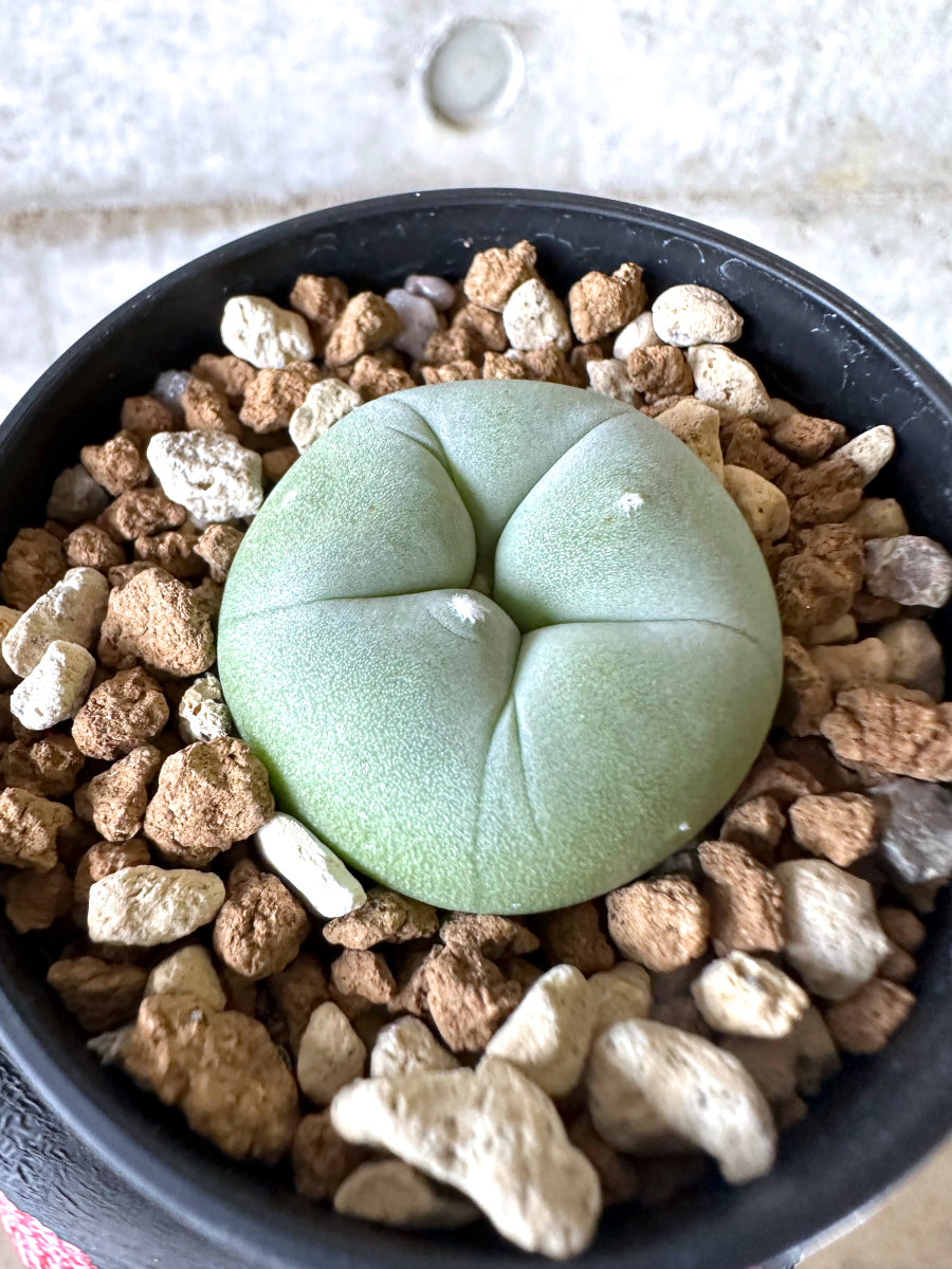 【現品限り】多毛ディフューサ サボテン ロホホラ【I74】 cactus