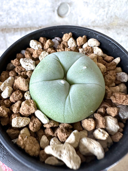 【現品限り】多毛ディフューサ サボテン ロホホラ【I74】 cactus