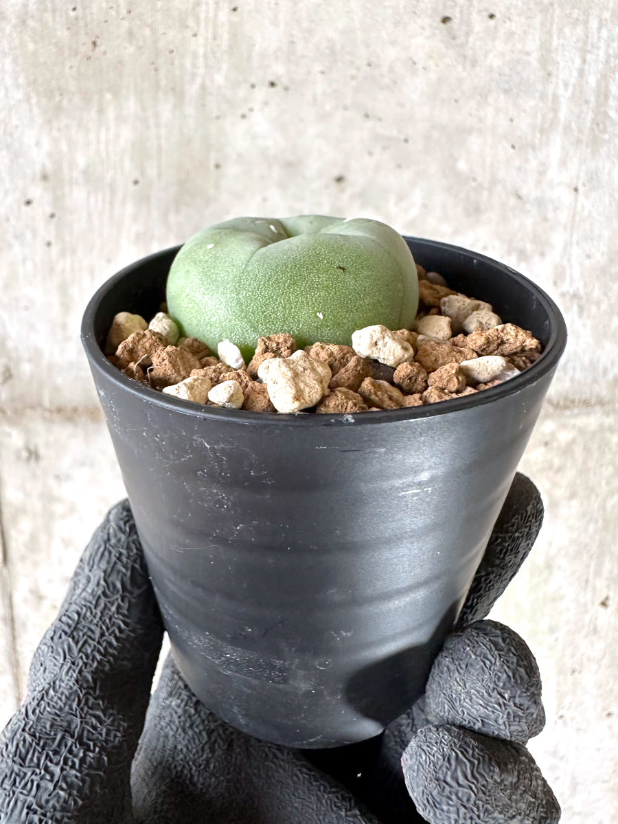 現品限り】多毛ディフューサ サボテン ロホホラ【I75】 cactus 塊根