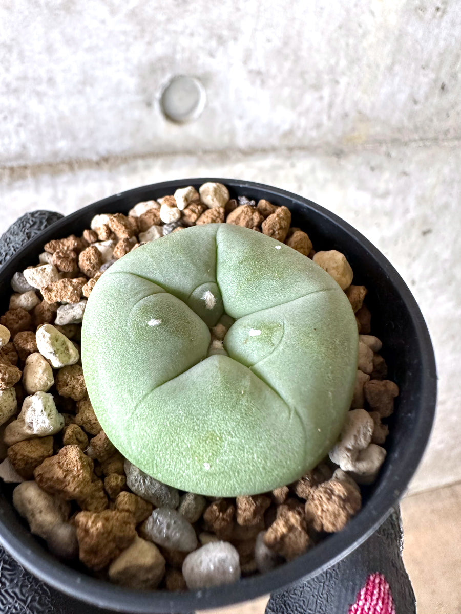 【現品限り】多毛ディフューサ サボテン ロホホラ【I75】 cactus