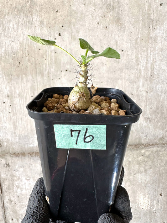 【現品限り】ヤトロファ・マルギナータ【I76】 Jatropha marginata