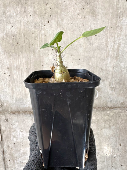 【現品限り】ヤトロファ・マルギナータ【I76】 Jatropha marginata