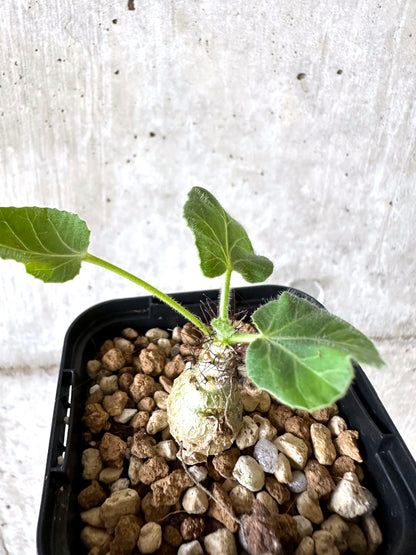 【現品限り】ヤトロファ・マルギナータ【I76】 Jatropha marginata