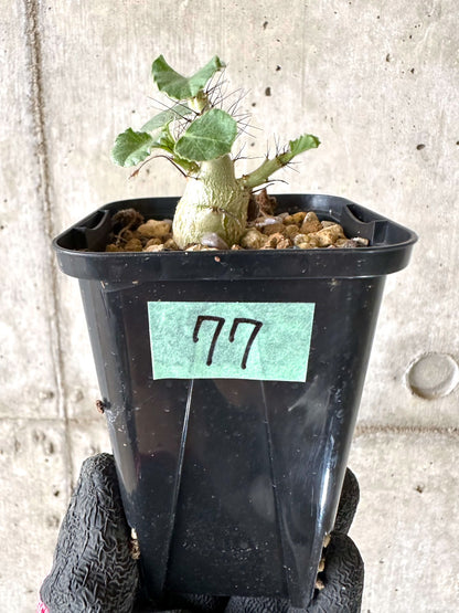 【現品限り】ヤトロファ・マルギナータ【I77】 Jatropha marginata