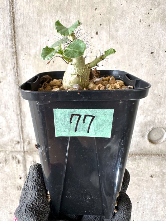 【現品限り】ヤトロファ・マルギナータ【I77】 Jatropha marginata