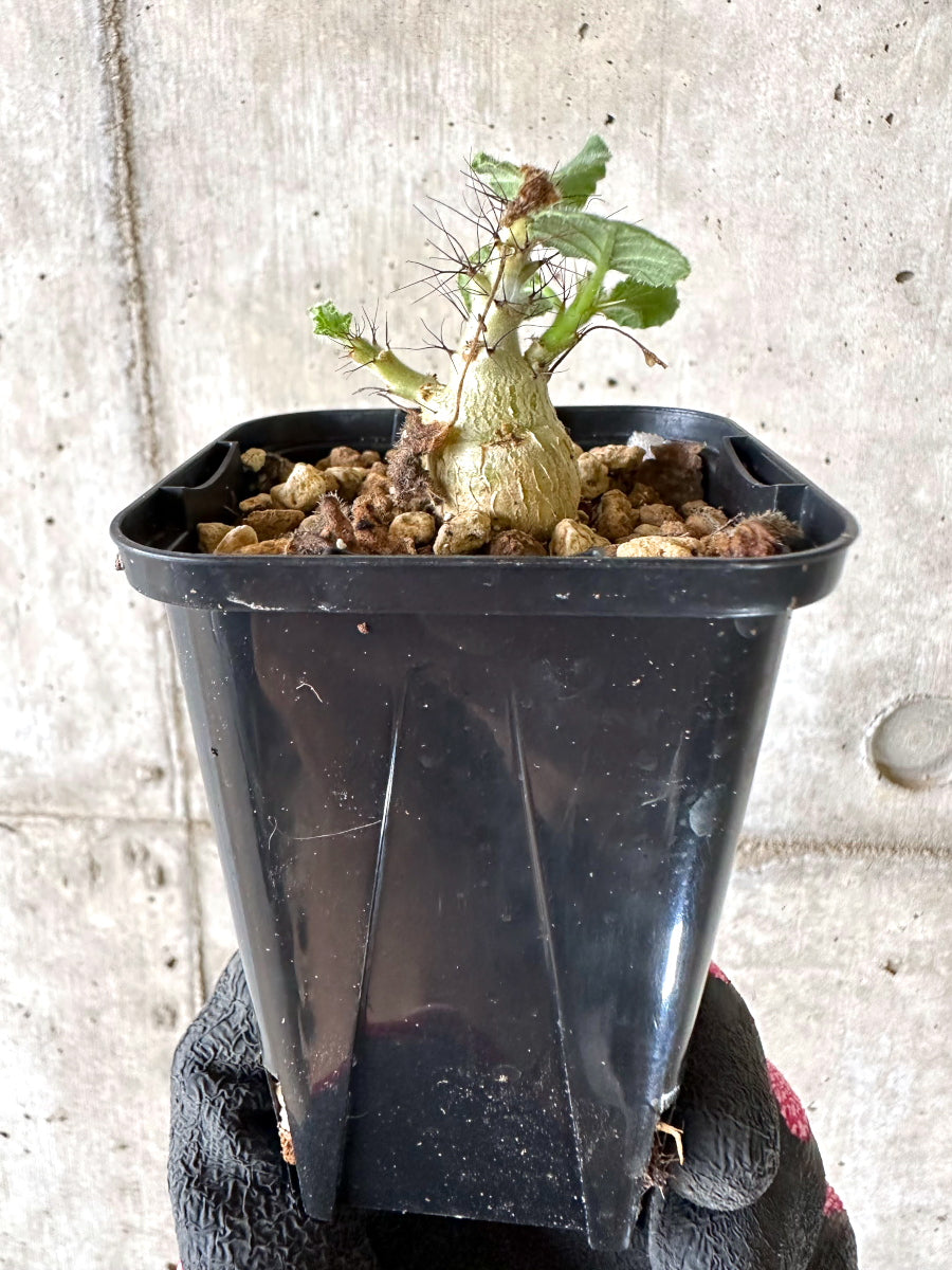 【現品限り】ヤトロファ・マルギナータ【I77】 Jatropha marginata