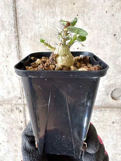 【現品限り】ヤトロファ・マルギナータ【I77】 Jatropha marginata