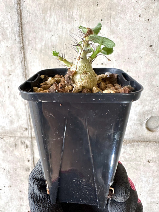 【現品限り】ヤトロファ・マルギナータ【I77】 Jatropha marginata