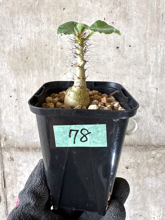 【現品限り】ヤトロファ・マルギナータ【I78】 Jatropha marginata