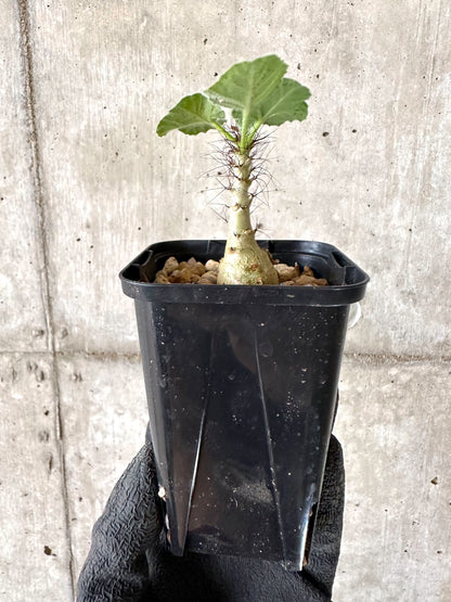 【現品限り】ヤトロファ・マルギナータ【I78】 Jatropha marginata