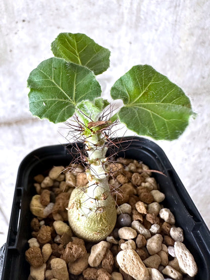 【現品限り】ヤトロファ・マルギナータ【I78】 Jatropha marginata