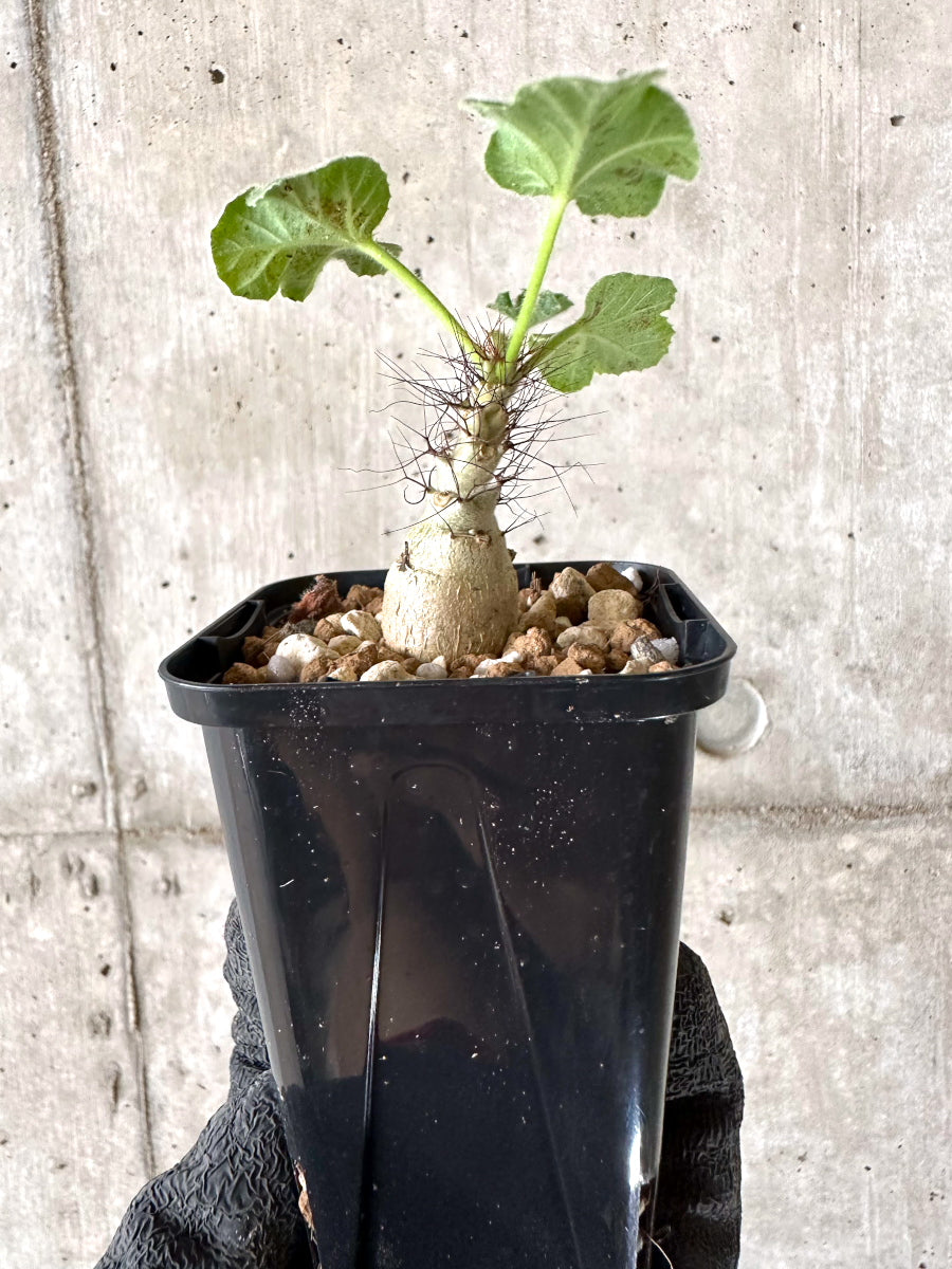 現品限り】ヤトロファ・マルギナータ【I79】 Jatropha marginata 塊根