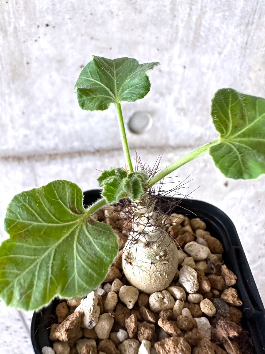 現品限り】ヤトロファ・マルギナータ【I79】 Jatropha marginata 塊根