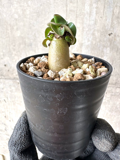 【現品限り】[在庫整理価格]アデニウム・DHA 葉巻【I7】 Adenium DHA