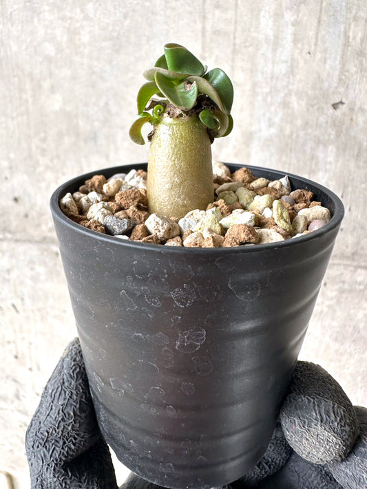 【現品限り】[在庫整理価格]アデニウム・DHA 葉巻【I7】 Adenium DHA