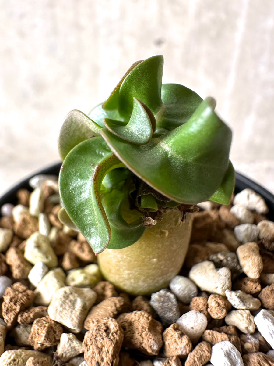 【現品限り】[在庫整理価格]アデニウム・DHA 葉巻【I7】 Adenium DHA