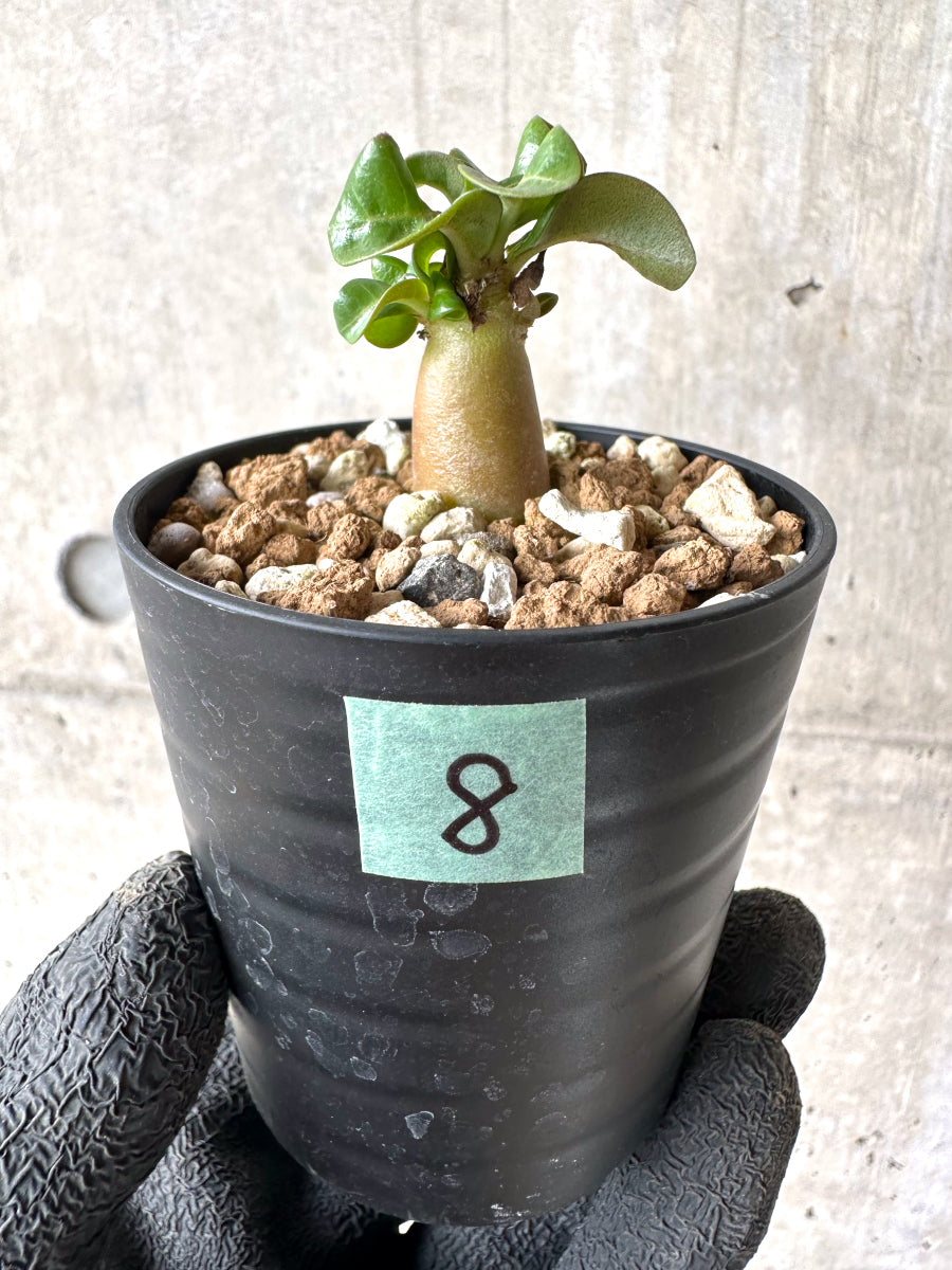 【現品限り】[在庫整理価格]アデニウム・DHA 葉巻【I8】 Adenium DHA