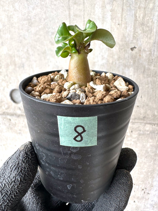 【現品限り】[在庫整理価格]アデニウム・DHA 葉巻【I8】 Adenium DHA