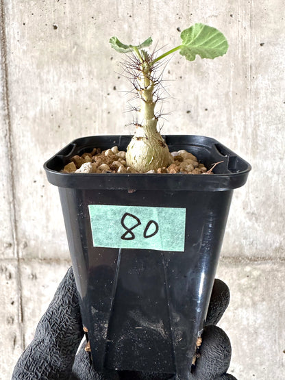 【現品限り】ヤトロファ・マルギナータ【I80】 Jatropha marginata