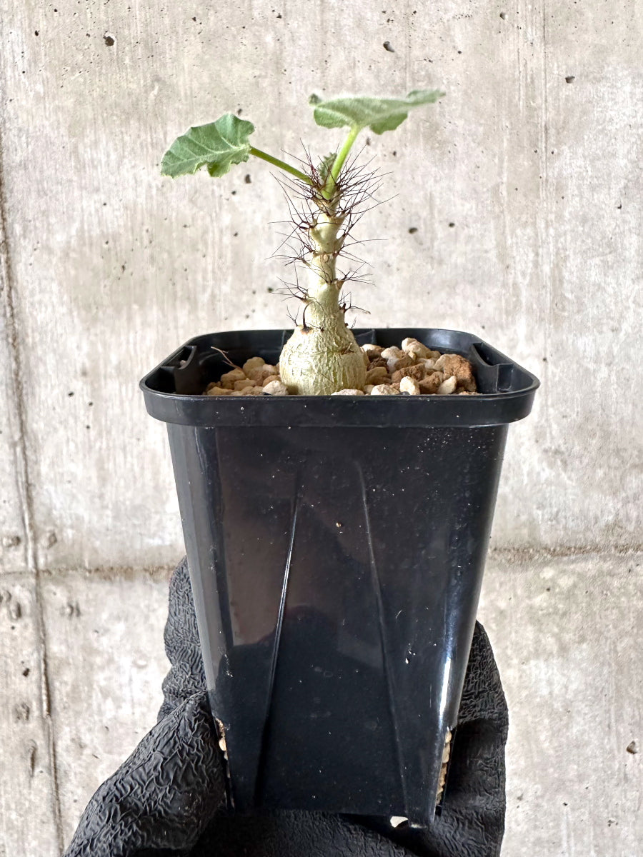 【現品限り】ヤトロファ・マルギナータ【I80】 Jatropha marginata