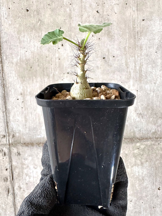 【現品限り】ヤトロファ・マルギナータ【I80】 Jatropha marginata