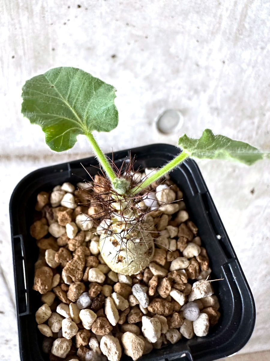 【現品限り】ヤトロファ・マルギナータ【I80】 Jatropha marginata