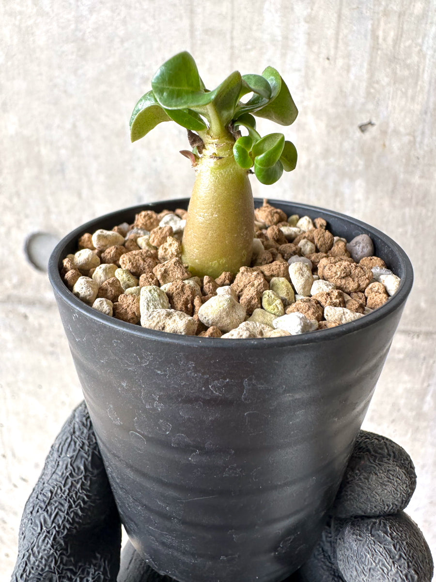 【現品限り】[在庫整理価格]アデニウム・DHA 葉巻【I8】 Adenium DHA