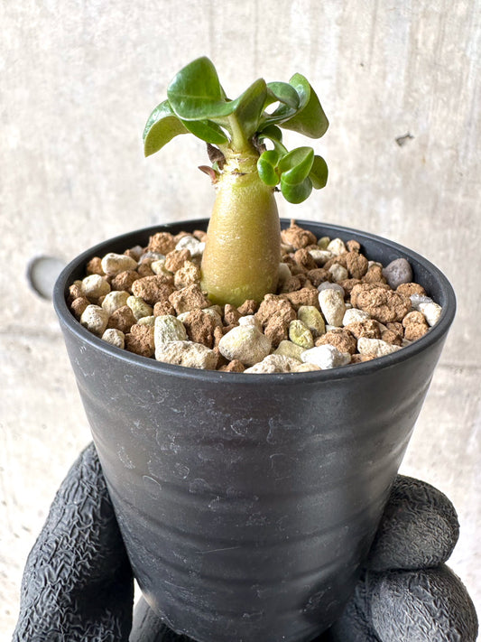 【現品限り】[在庫整理価格]アデニウム・DHA 葉巻【I8】 Adenium DHA